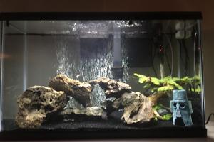 29 Gallon Freshwater aquarium Thumbnail