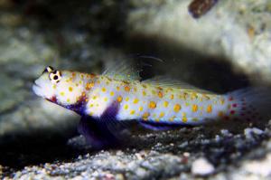 Orange Spotted Goby Thumbnail