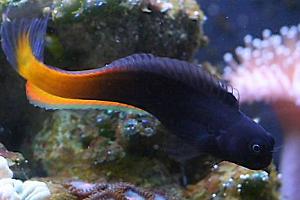 Bicolor Blenny Thumbnail