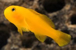 Yellow Clown Goby Thumbnail