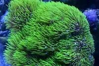 Green Star Polyp Thumbnail