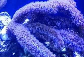 Brown Gorgonian