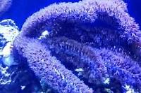 Brown Gorgonian Thumbnail