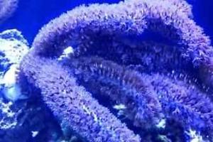 Brown Gorgonian