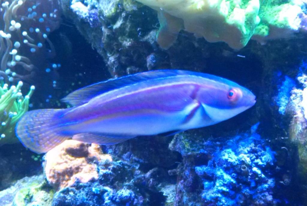 Labout's Fairy Wrasse