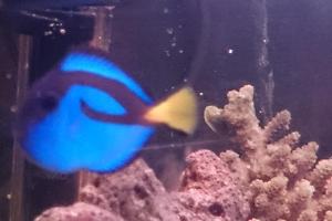 Blue Tang Thumbnail