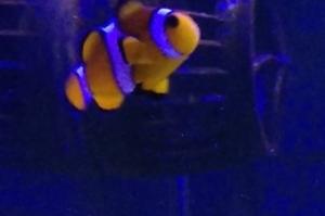 Ocellaris Clownfish Thumbnail