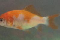 Comet Goldfish