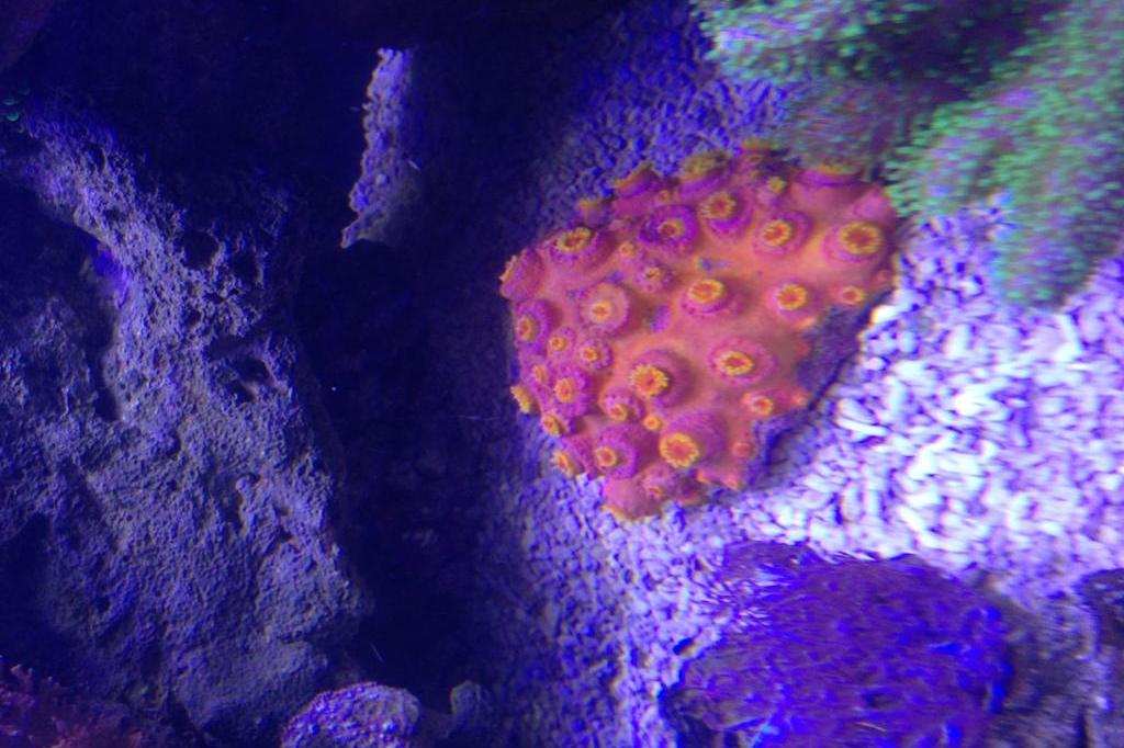 Yellow Tube Coral / Tubastrea sp Yellow Tube Coral 1