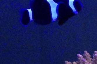 Black Ocelaris Clownfish / Amphiprion ocellaris var Black 354