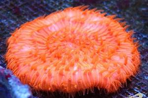 Plate Coral Orange - Short Tentacle Thumbnail