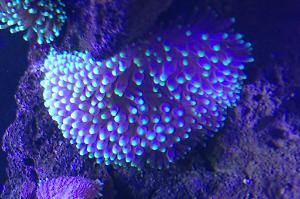 Bulb Anemone Thumbnail