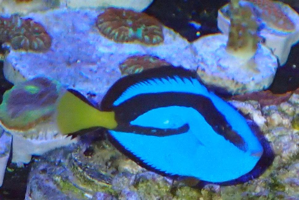 Blue Tang