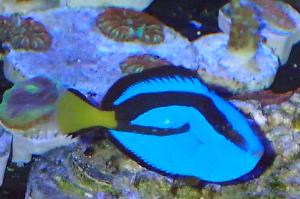 Blue Tang Thumbnail