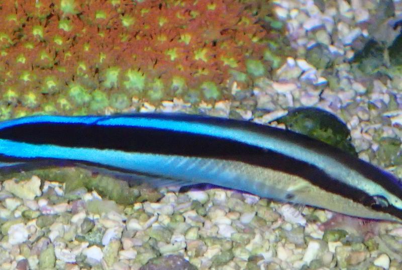 Cleaner Common Wrasse