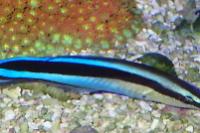 Cleaner Common Wrasse Thumbnail