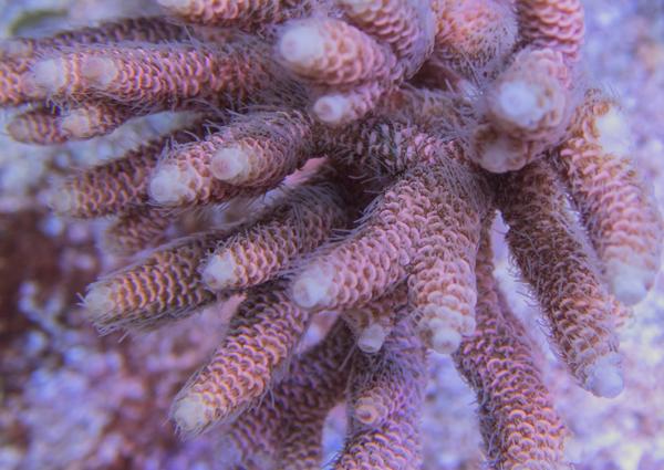 魚鱗 Acropora Milliepora