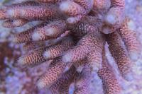 魚鱗 Acropora Milliepora