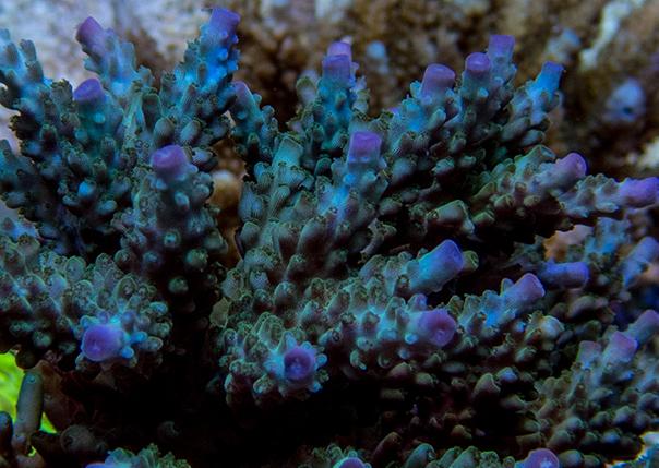 Acropora Cerealis