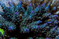 Acropora Cerealis