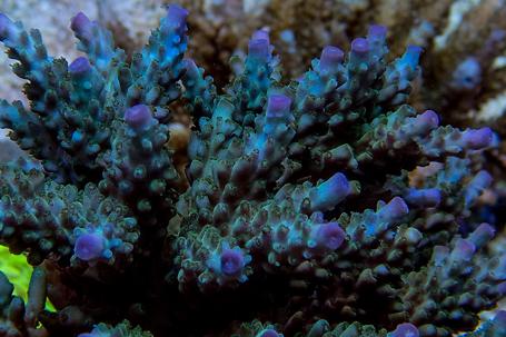 Acropora Cerealis Thumbnail