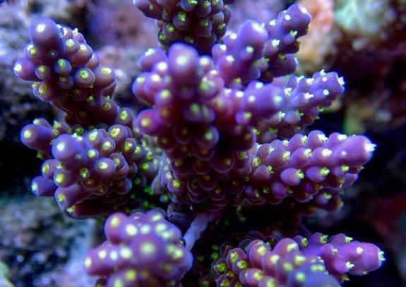 Purple Barney Acropora