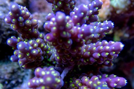 Purple Barney Acropora Thumbnail