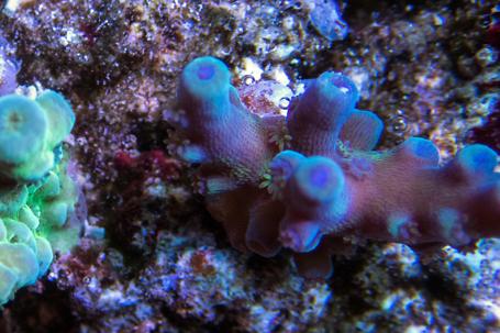 and#22887;and#21202;and#23831; Acropora Tortuosa Thumbnail