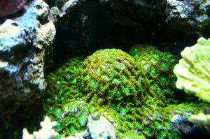 Radioactive Dragon Eye Zoanthid Thumbnail