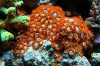 Fire and Ice Zoanthid Thumbnail