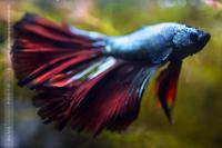 Halfmoon Betta