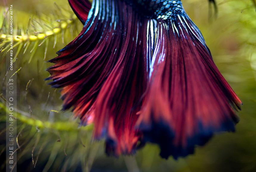 Betta Tail