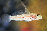 Tangaroa Goby Thumbnail