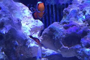 Ocellaris Clownfish Thumbnail