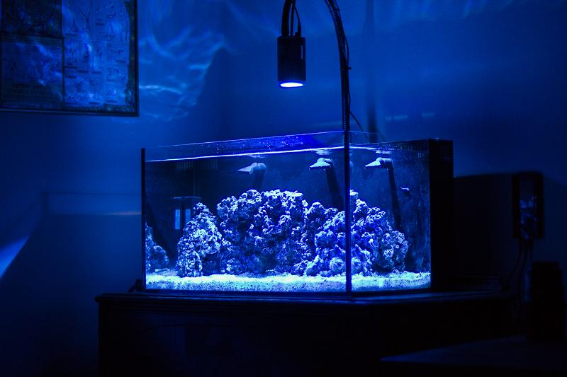 Austin's 20G Nano Reef Thumbnail