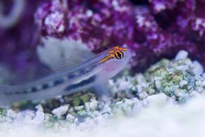 Red Head Goby Thumbnail