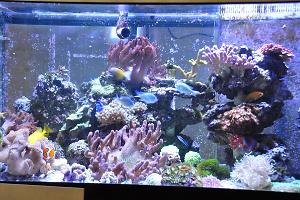 Main Display tank - AquaMedic Thumbnail