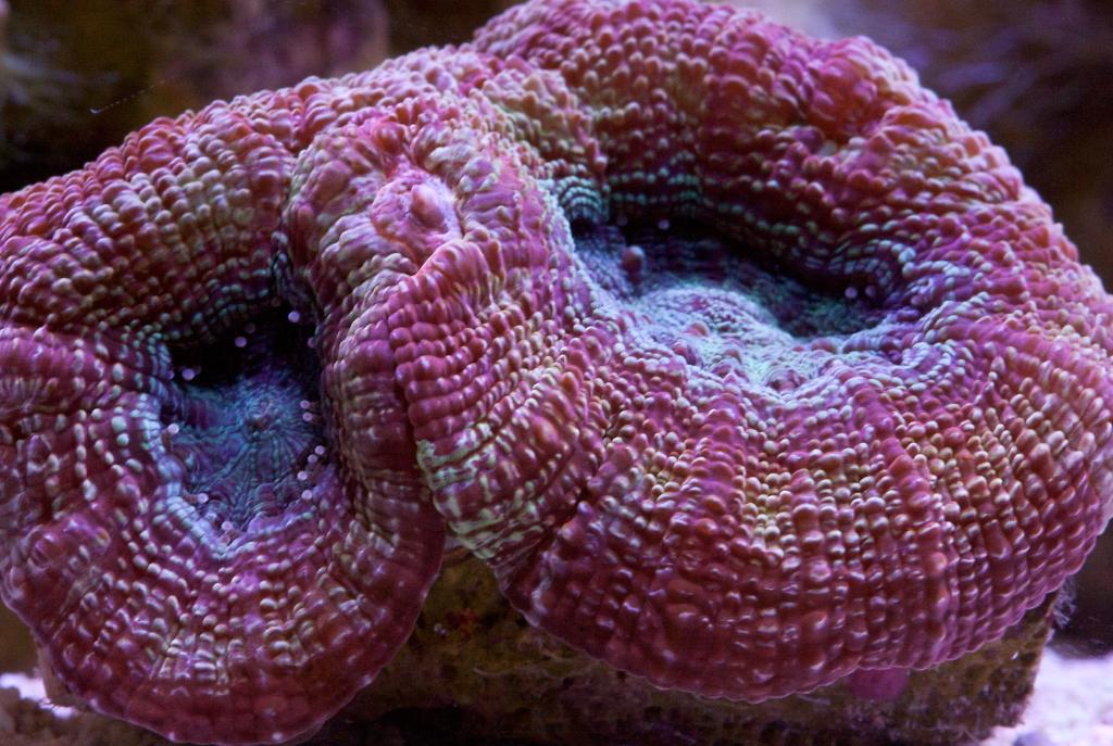 Bowerbanki coral