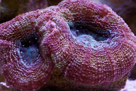 Bowerbanki coral Thumbnail