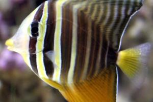 Sailfin Tang Thumbnail