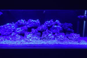 65 Gallon Reef Thumbnail