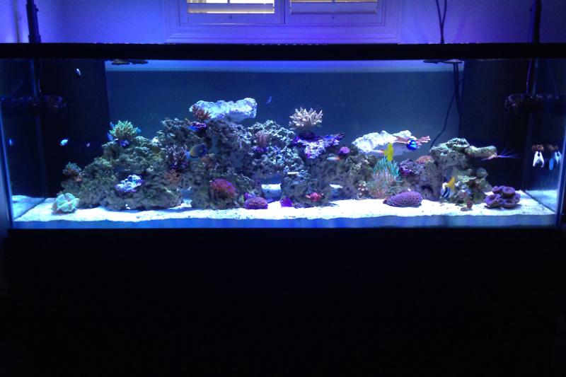 My 210g reef Thumbnail