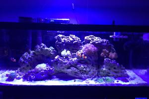 20g Long Nano Reef Thumbnail