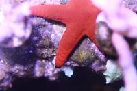 Linckia Sea Star Thumbnail