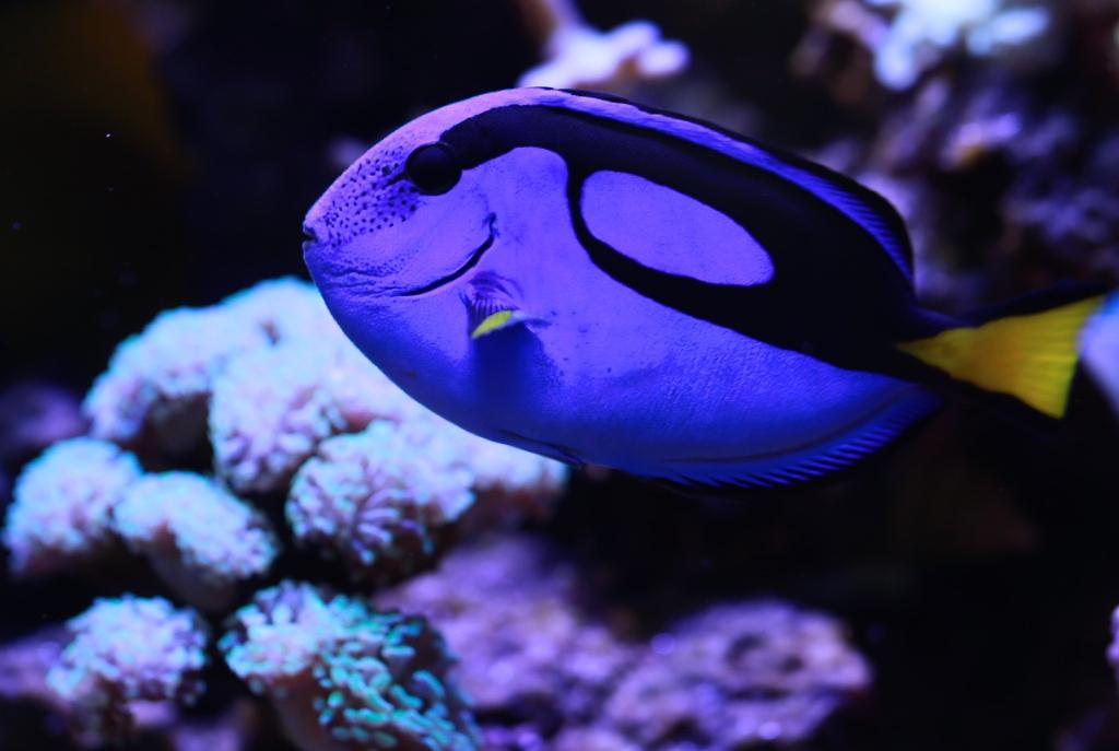 Blue Tang