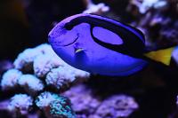 Blue Tang Thumbnail