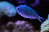 Green Chromis Thumbnail