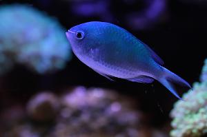 Green Chromis