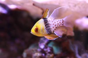 Spotted Cardinalfish