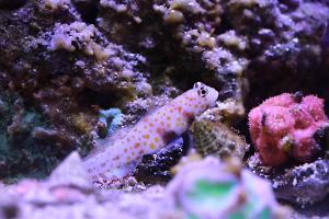 Diamond Watchman Goby